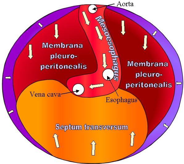 Diagram showing the embryological components of the diaphragm and their adult counterparts