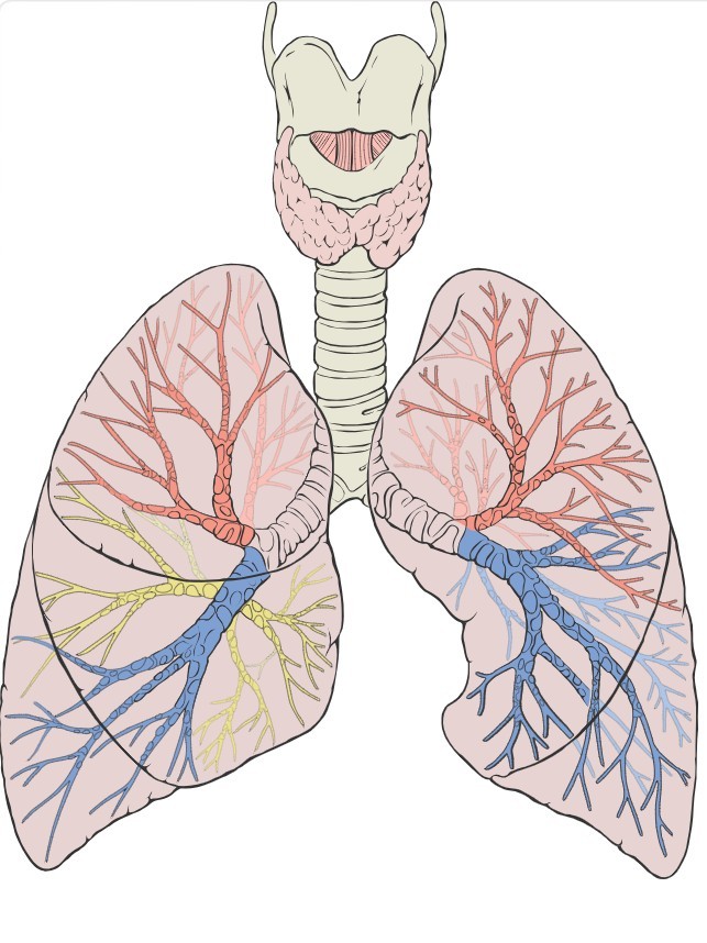 Detailed diagram of the lungs showing lobes, fissures and vasculature