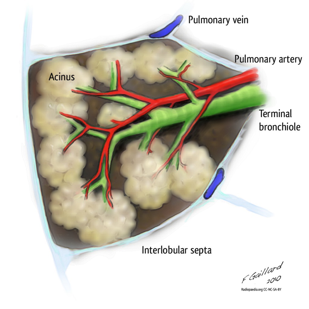 Secondary pulmonary lobule showing terminal bronchiole, respiratory bronchioles, alveolar ducts and alveoli